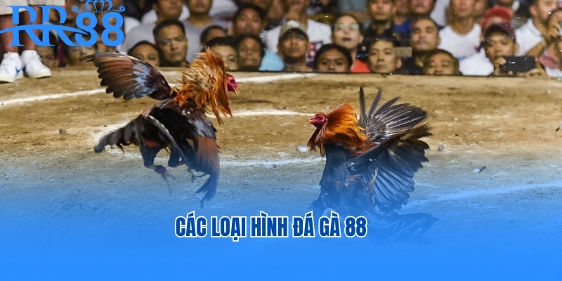 Các loại hình đá gà 88 