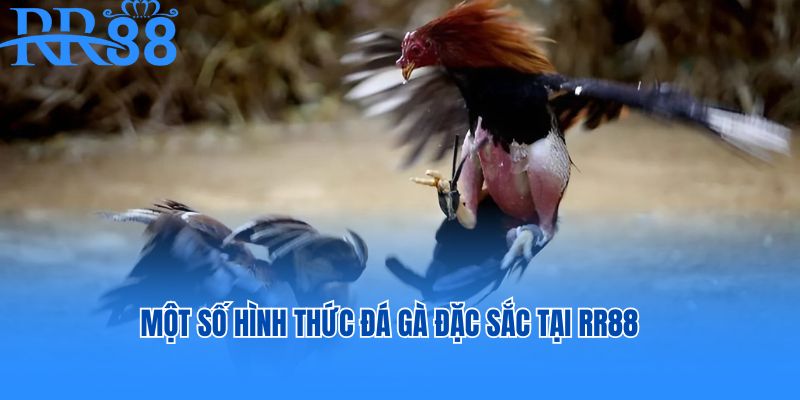 Một số hình thức đá gà đặc sắc tại RR88